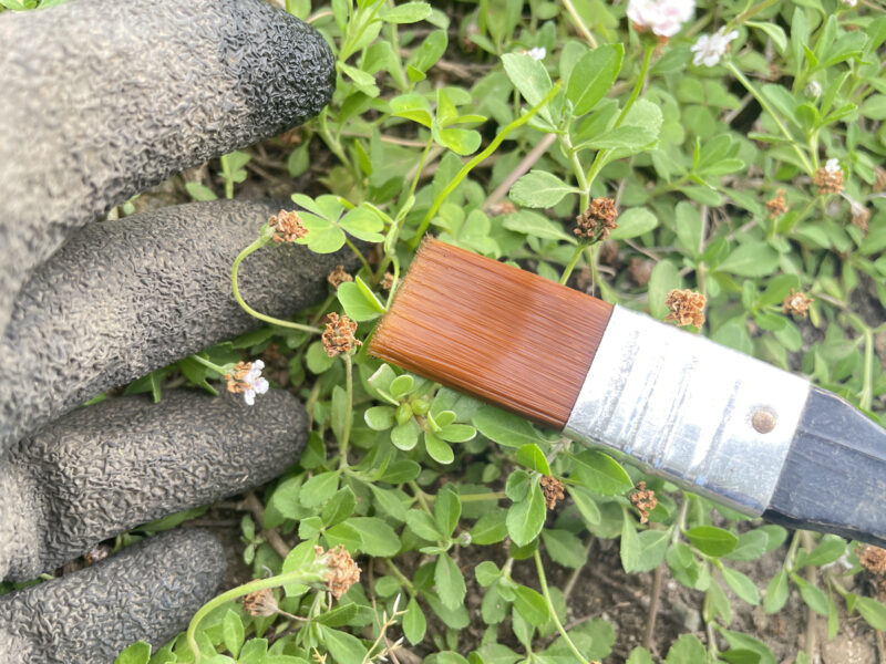 カタバミにMCPソーダ塩をハケで塗布する