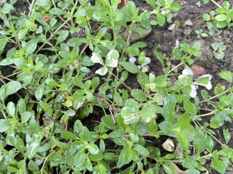 MCPソーダ塩を塗布したカタバミ